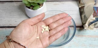 Садівники розповіли, як пришвидшити проростання насіння