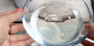 Городники розповіли, як без землі перевірити насіння на схожість