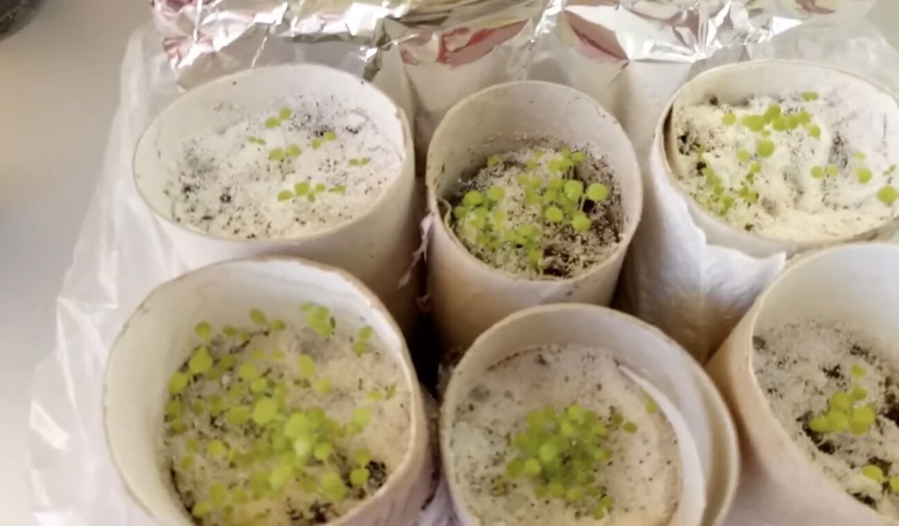 Господині розповіли, як можна використати втулки від туалетного паперу вдома