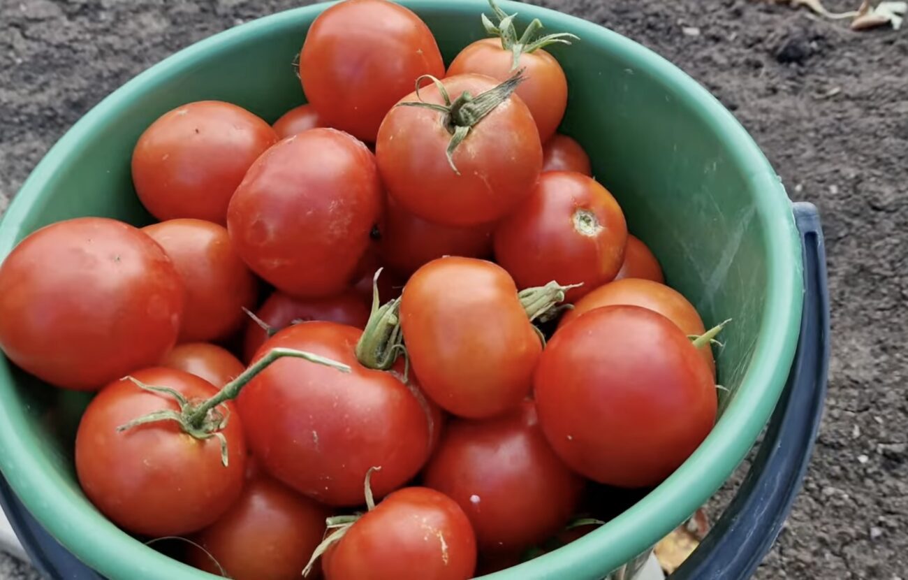 Городники поділилися назвами недорогих, але дуже врожайних сортів томатів