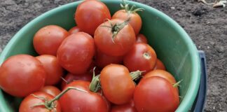 Агрономи назвали спосіб правильного поливу помідорів 