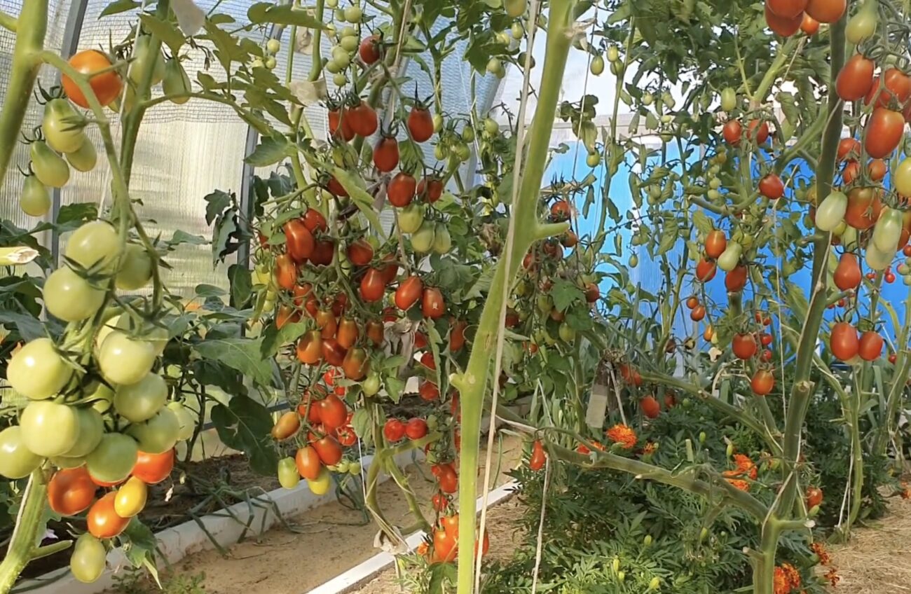 Городники поділилися назвами недорогих, але дуже врожайних сортів томатів