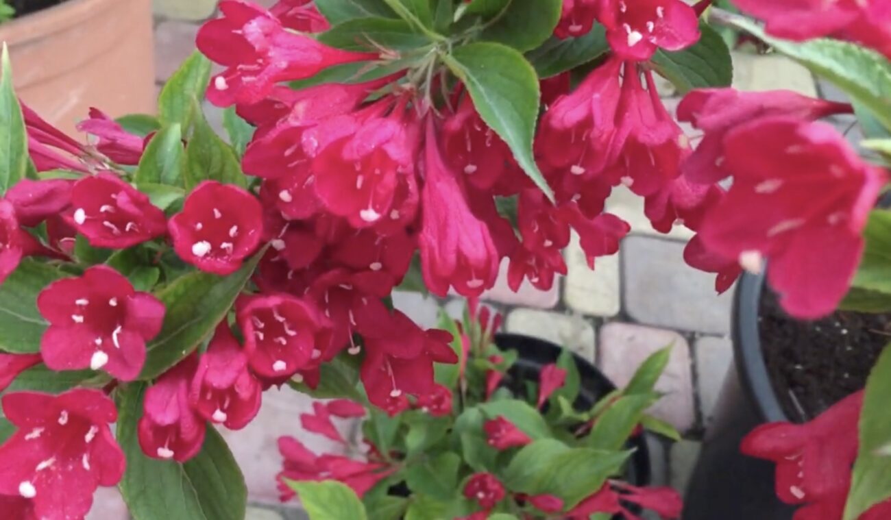 Садівники поділилися назвою витривалої квітки, яка цвіте пів року