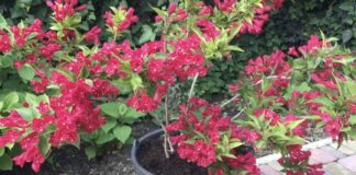 Садівники поділилися назвою витривалої квітки, яка цвіте пів року