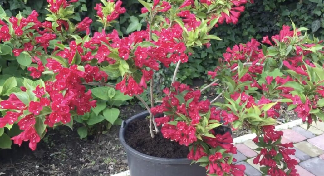 Сусідки билися за насіння цієї красуні: квітка, що цвіте 6 місяців і витримує морози – очей не відвести 