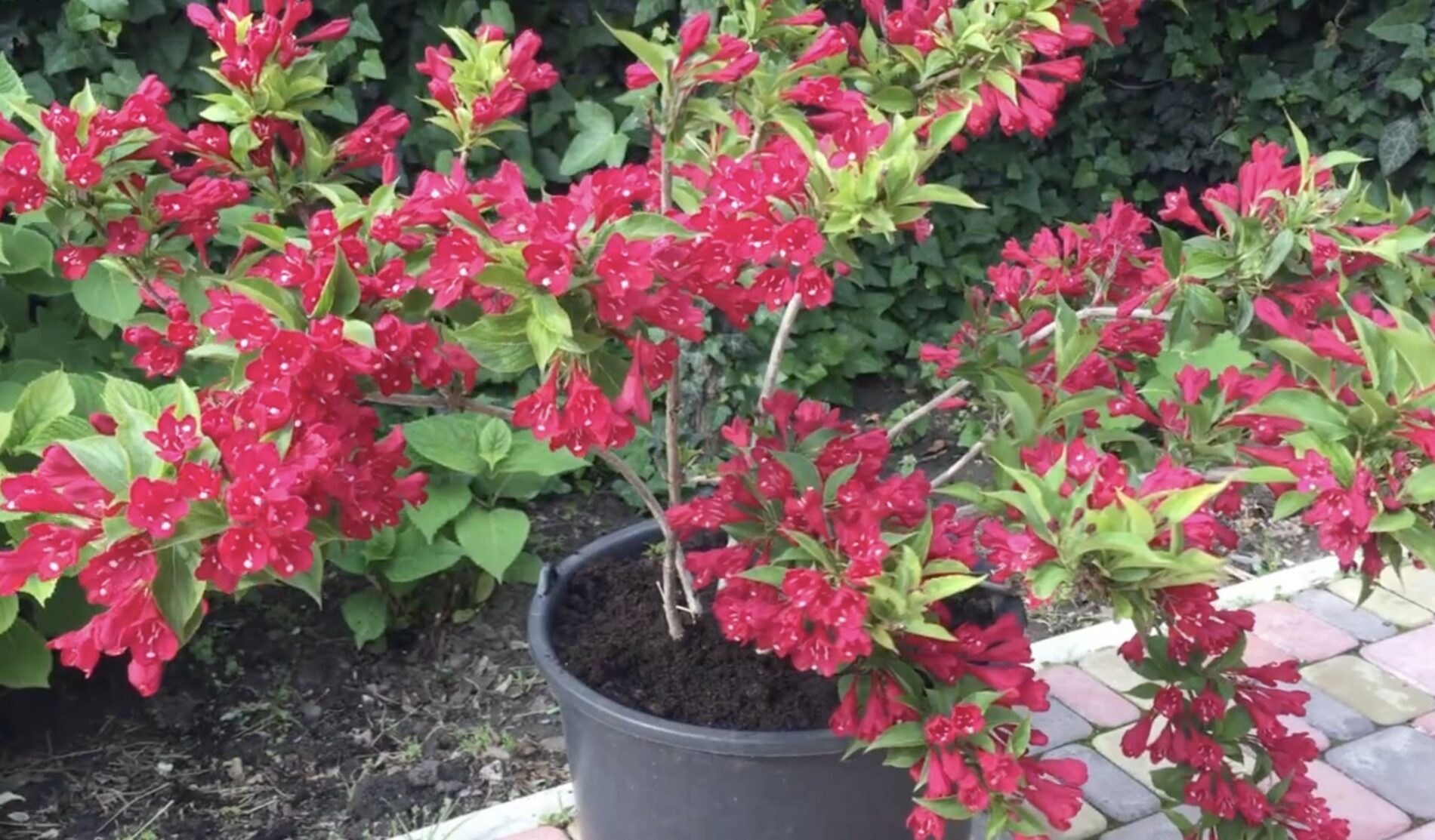 Садівники поділилися назвою витривалої квітки, яка цвіте пів року