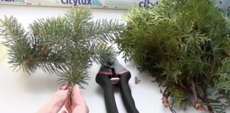 Садівники розповіли, як без витрат отримати саджанець ялини