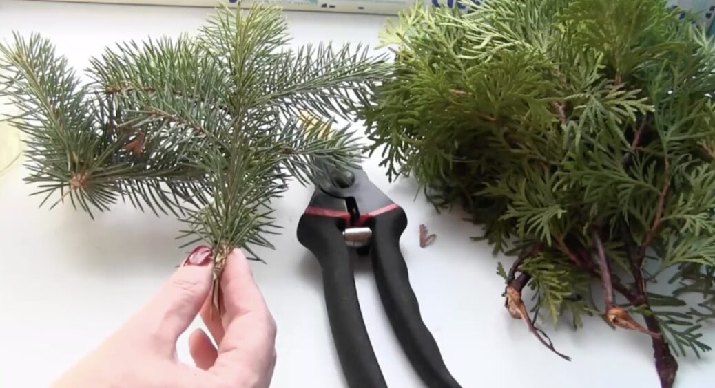 Зрізала 1 гілку в міському парку – отримала дерево: найпростіший спосіб виростити ялину на ділянці 