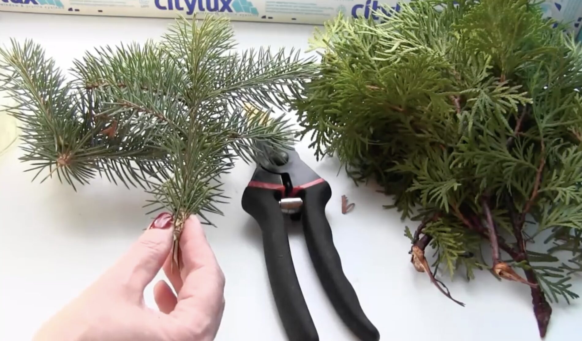 Садівники розповіли, як без витрат отримати саджанець ялини