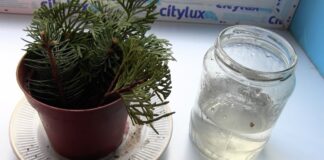 Садівники розповіли, як з гілки виростити блакитну ялину