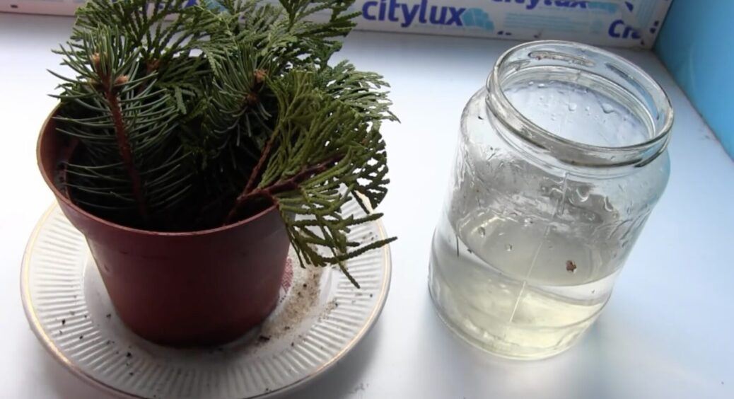 Зрізала 1 гілку в міському парку – отримала дерево: найдієвіший спосіб виростити блакитну ялину на ділянці 