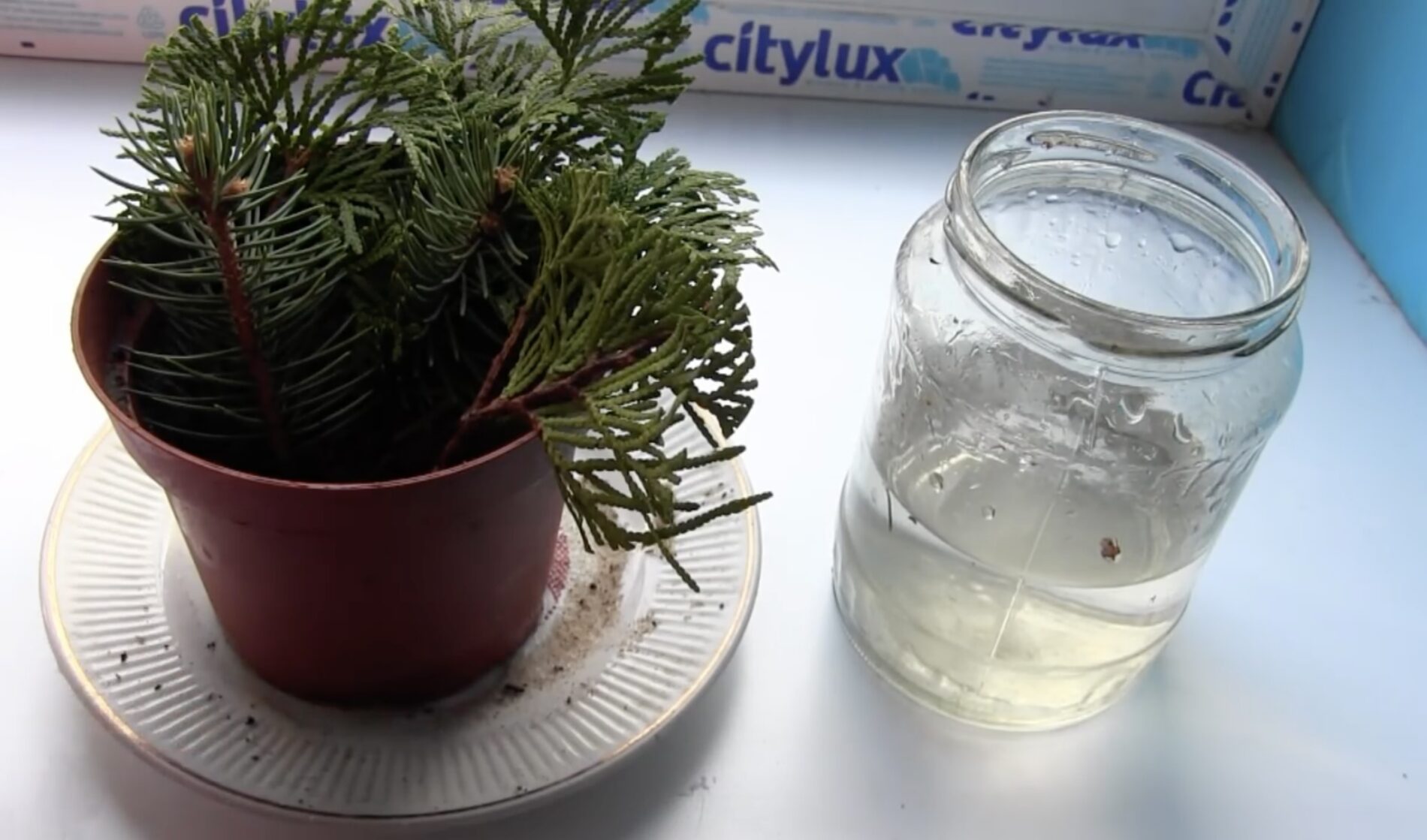 Садівники розповіли, як з гілки виростити блакитну ялину