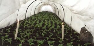 Агрономи розповіли, як культури вигідно вирощувати на городі	