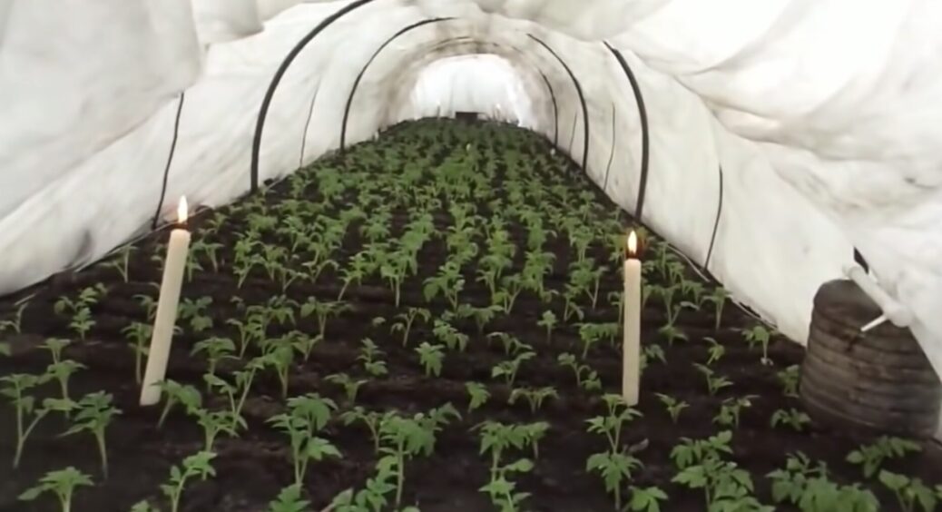 Взимку ставлю 1 свічку в теплицю і біди собі не знаю: метод давній, але при цьому напрочуд робочий 