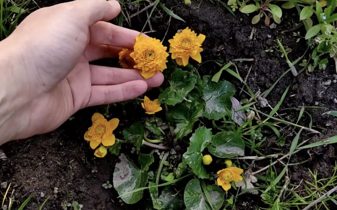 Садівники поділилися назвою багаторічника, який зацвітає раніше за інші