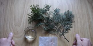 Садівники розповіли, як отримати саджанці туї безкоштовно