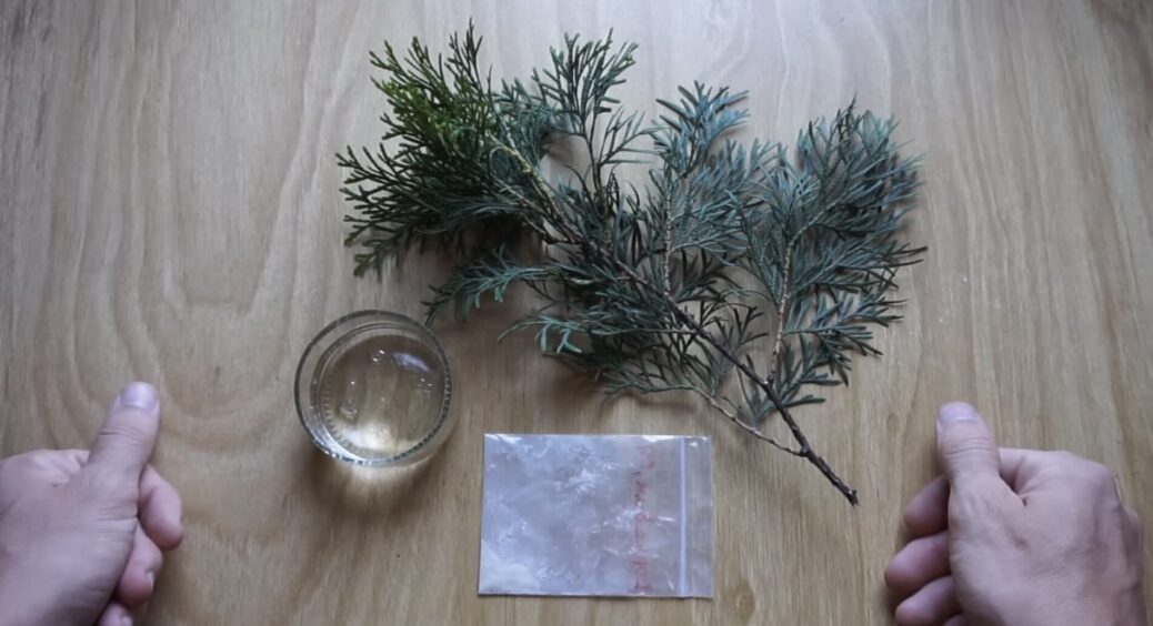 Зрізала 1 гілку в міському парку – отримала дерево: найпростіший спосіб виростити тую у себе на ділянці 