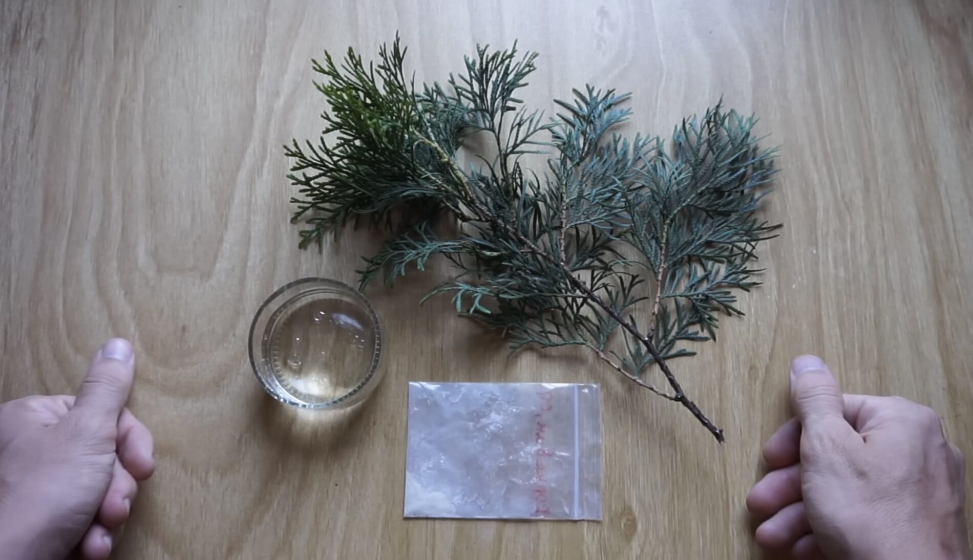 Садівники розповіли, як отримати саджанці туї безкоштовно