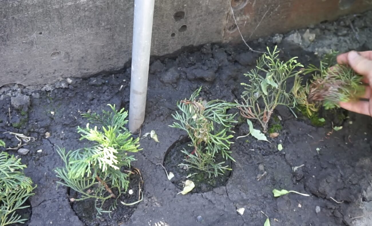 Садівники розповіли, як отримати саджанці туї безкоштовно 