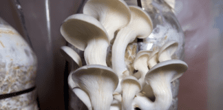 Експерти розповіли, як отримати їстівні гриби просто з скошеної трави	