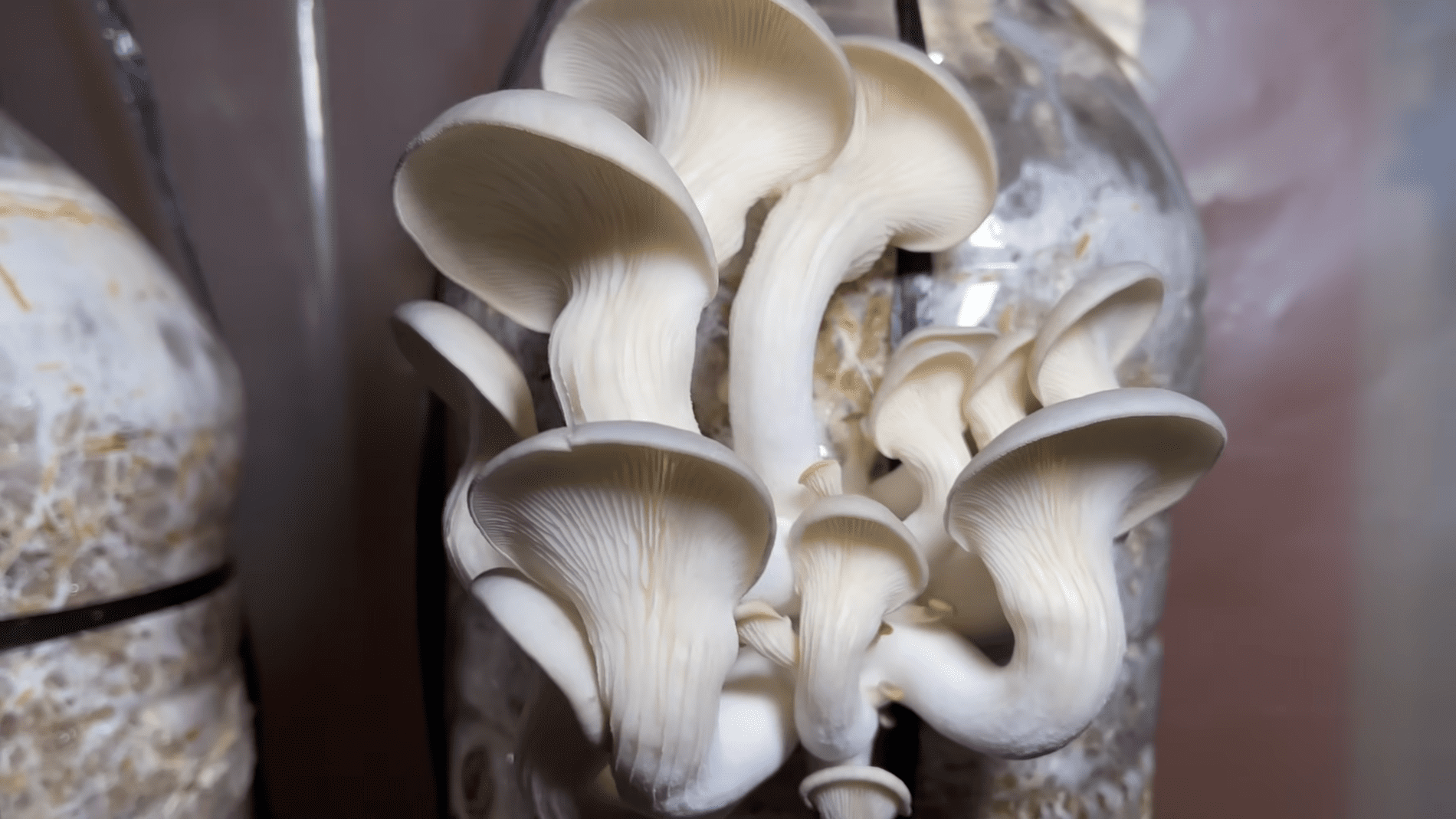 Експерти розповіли, як отримати їстівні гриби просто з скошеної трави	