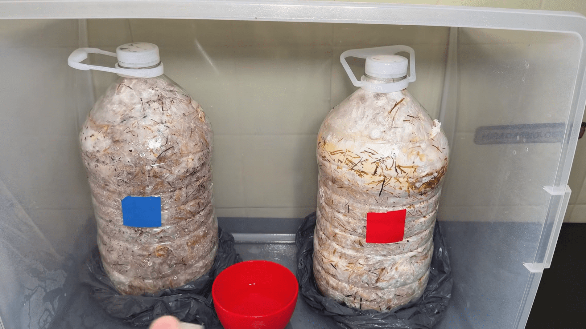 Експерти розповіли, як отримати їстівні гриби просто з скошеної трави