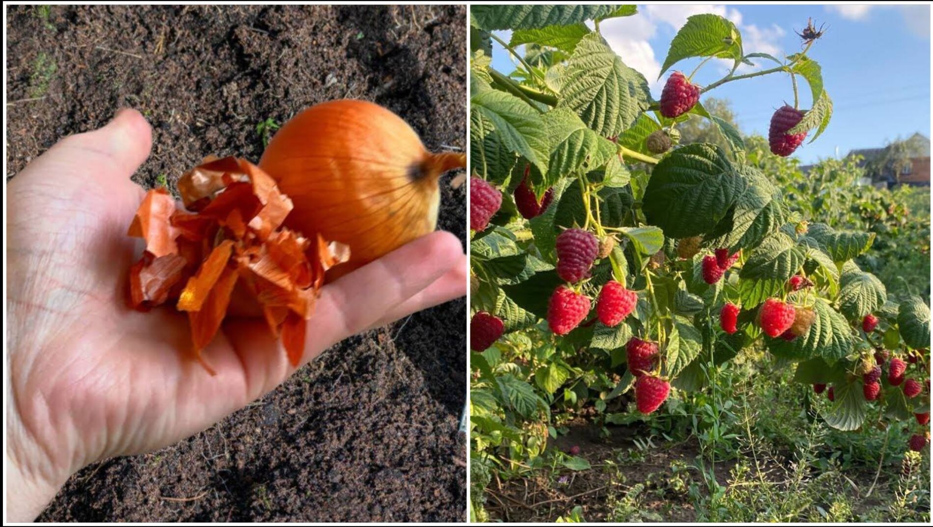 Садівники розповіли, навіщо закопувати цибулеве лушпиння під малину
