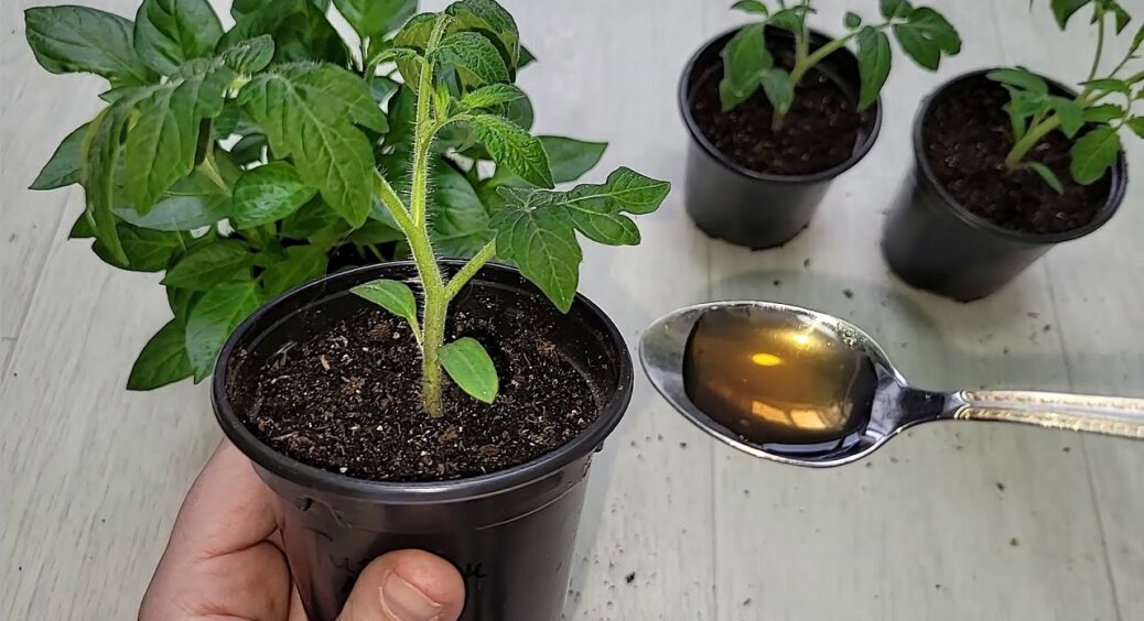 На кропиві і на компості: 2 настої, які можна наколотити вдома, щоб розсада томатів “поперла”, як ніколи 