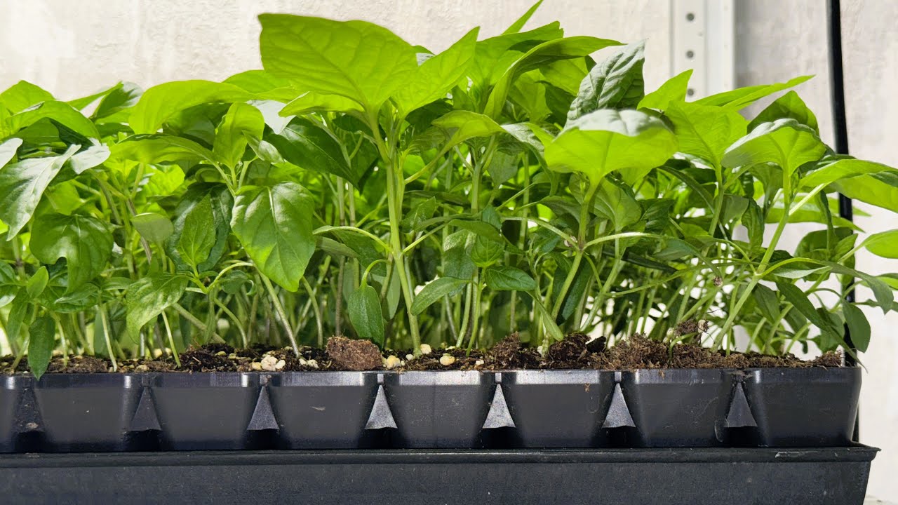 Експерти порадили простий спосіб, як зміцнити розсаду на підвіконні за допомогою простого засобу