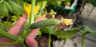 Дачники назвали родючий сорт огірків для висадки у цьому сезоні  