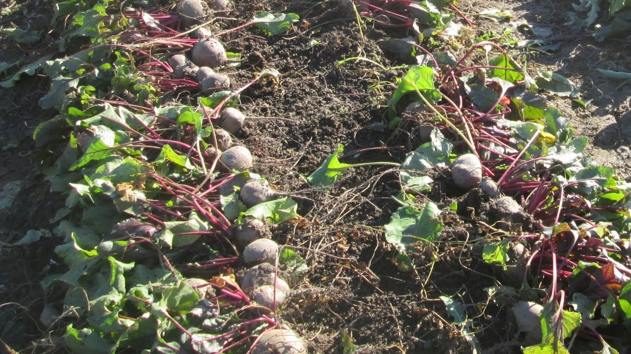 Городники розповіли головний секрет солодкого та соковитого буряка – одна дія перед посівом