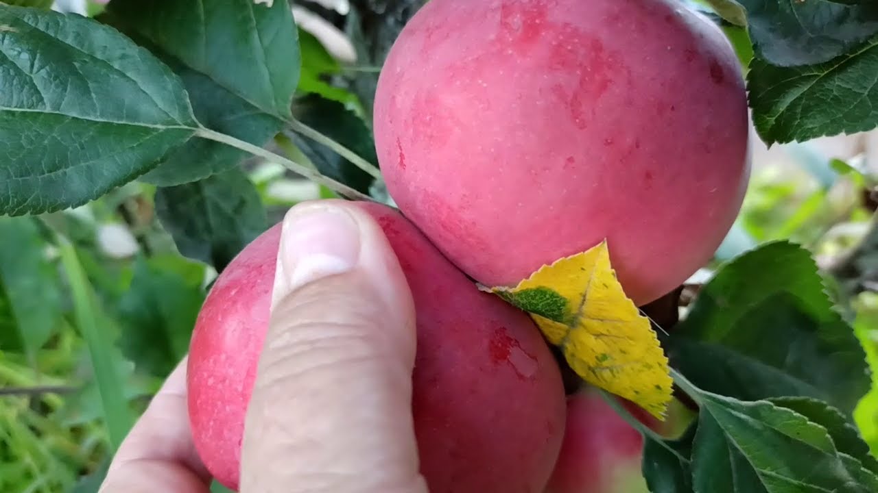 Садівники розповіли, як правильно обробляти яблуні в саду, аби не допустити появу черв'яків