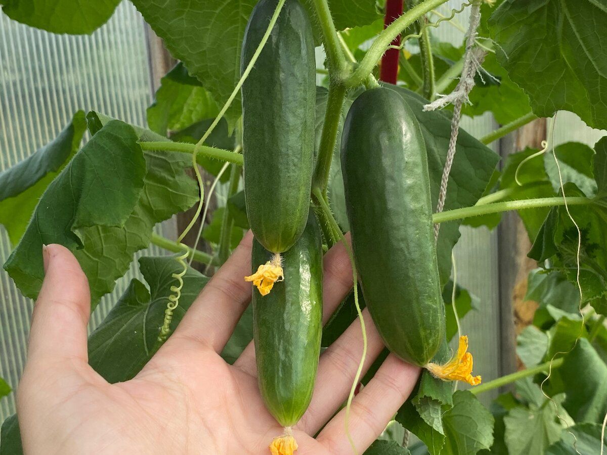 Городники порадили, яке підживлення найкраще внести під кущі огірків для покращення врожайності