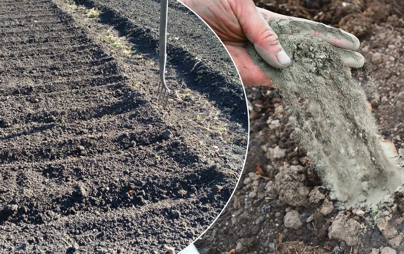 Як використовувати золу на грядці