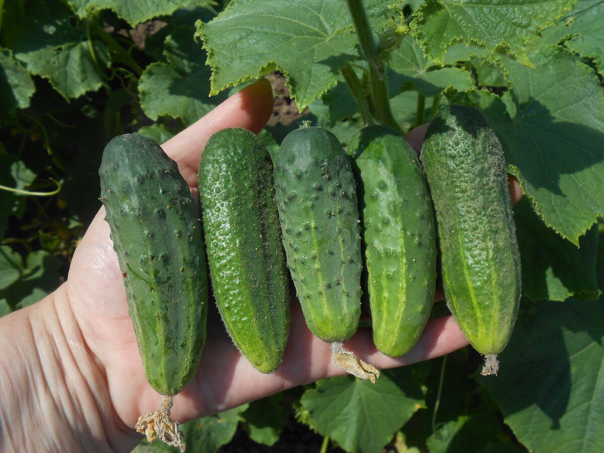 Городники порадили, яке добриво дати огіркам, аби вони порадували врожайністю та смаком