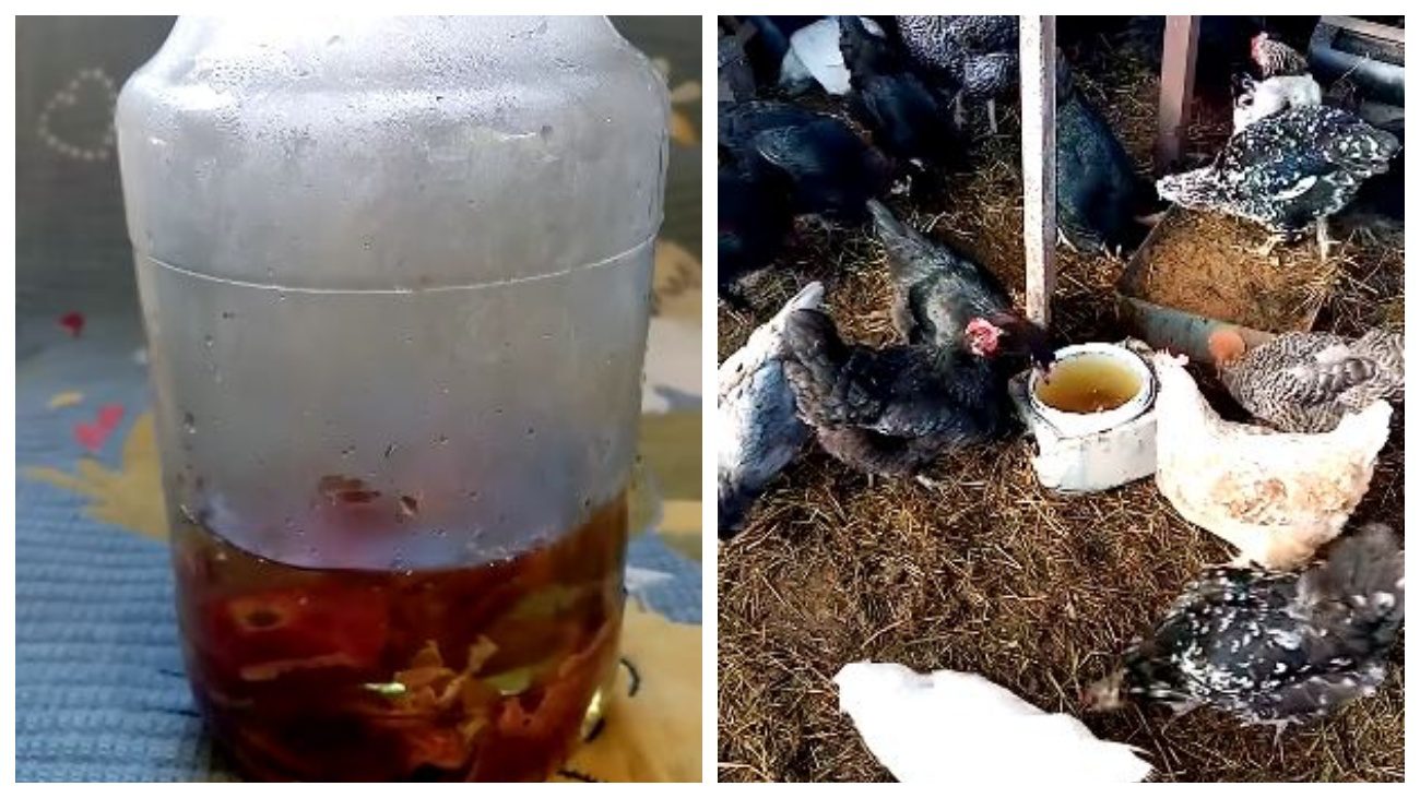 Експерти розповіли, з чого приготувати вітамінний еліксир для курей