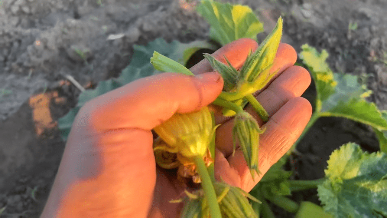 Городники поділилися методом швидкого вирощування кабачків