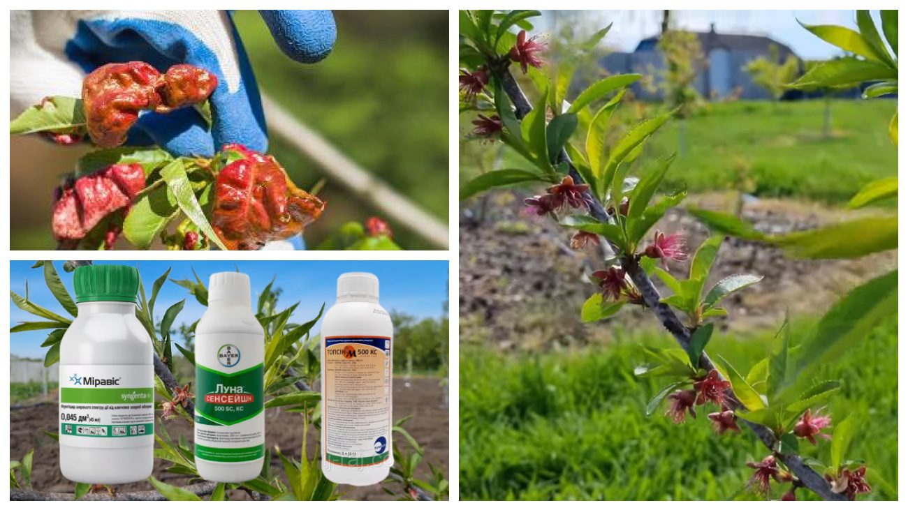 Садівники порадили систему обробок персику від курчавості