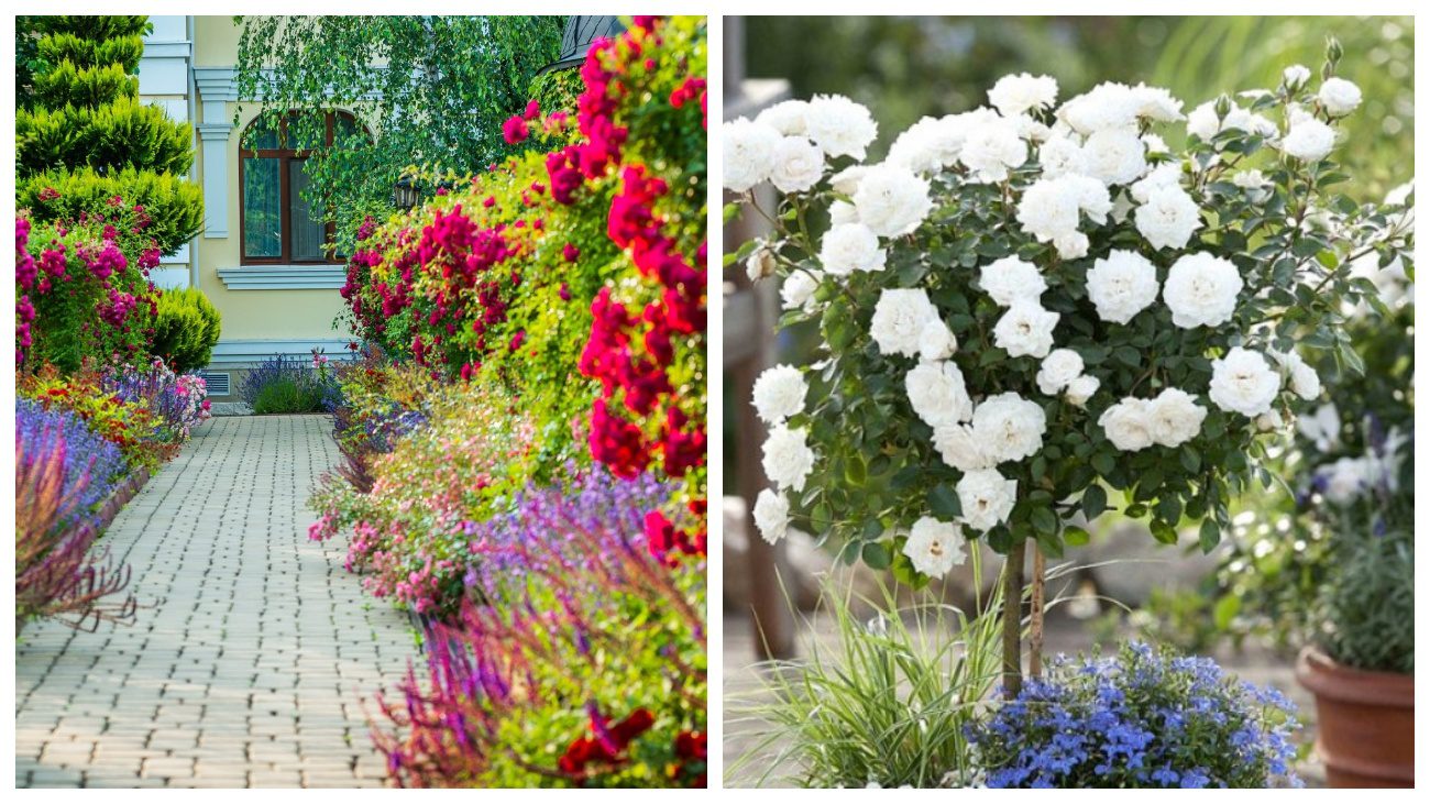 Садівники порадили 4 рослини-супутниці троянд