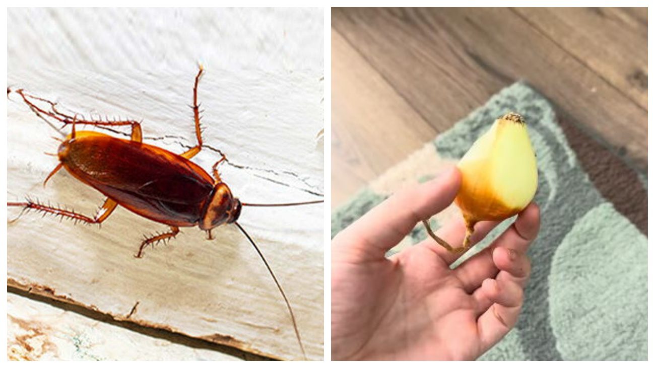 Експерти назвали простий спосіб позбутися від тарганів