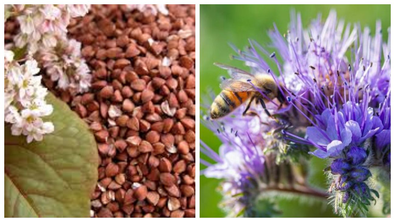 Городники назвали рослини, які замінюють мульчу