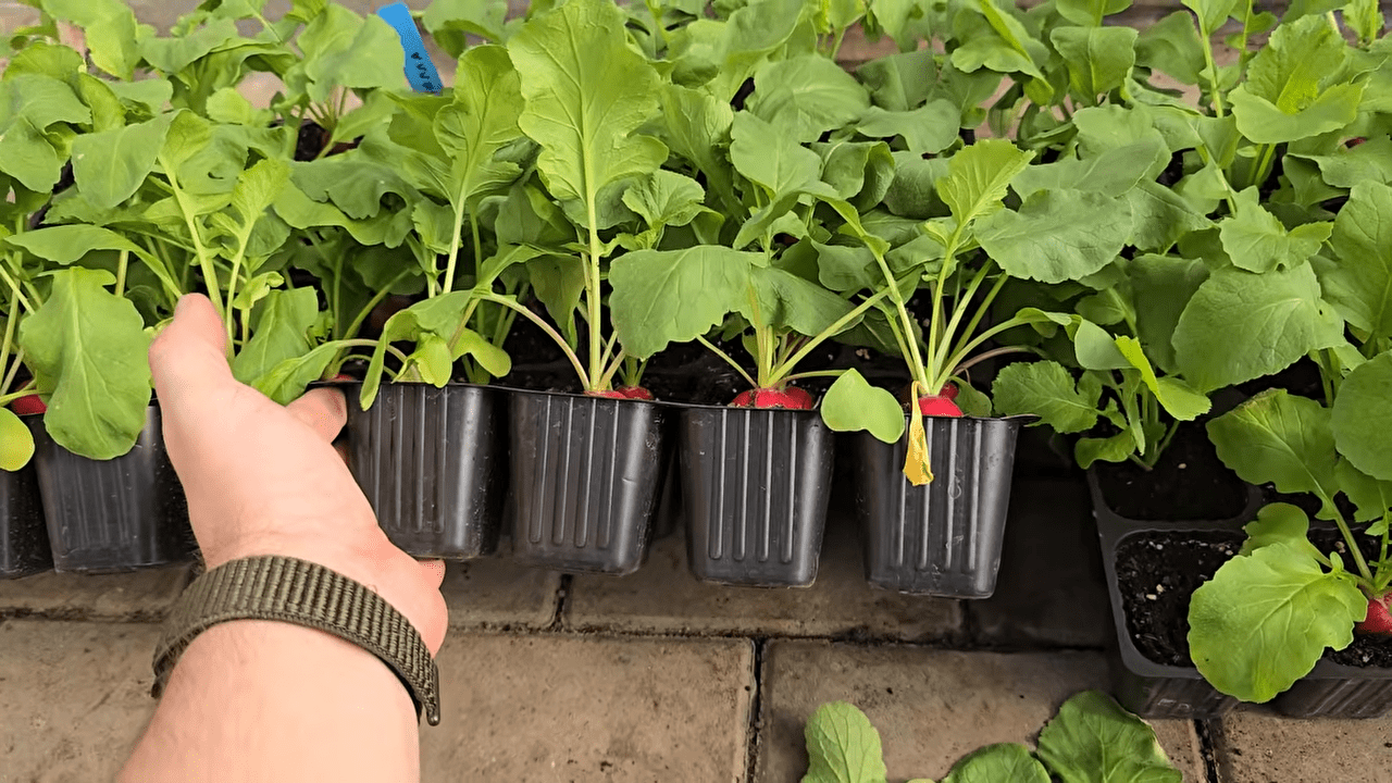 Городники розповіли, які гібриди редису варто вирощувати у касетах