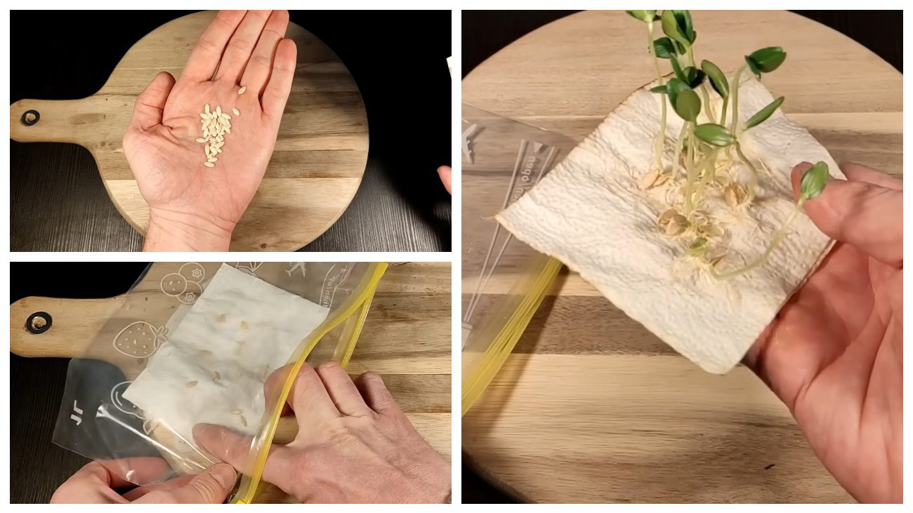 Городники поділилися методом швидкого пророщування насіння без ґрунту