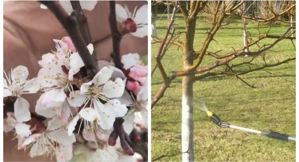 Я довго шукала “чарівну кнопку” для саду — і знайшла: весняна обробка №1, без якої сезон просто не стартує 