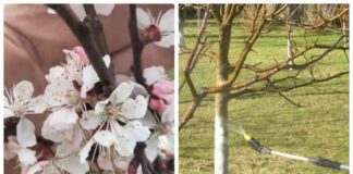 Садівники розповіли про головну весняну обробку саду