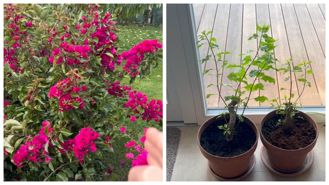 Садівники назвали квіти, які цвітуть все літо