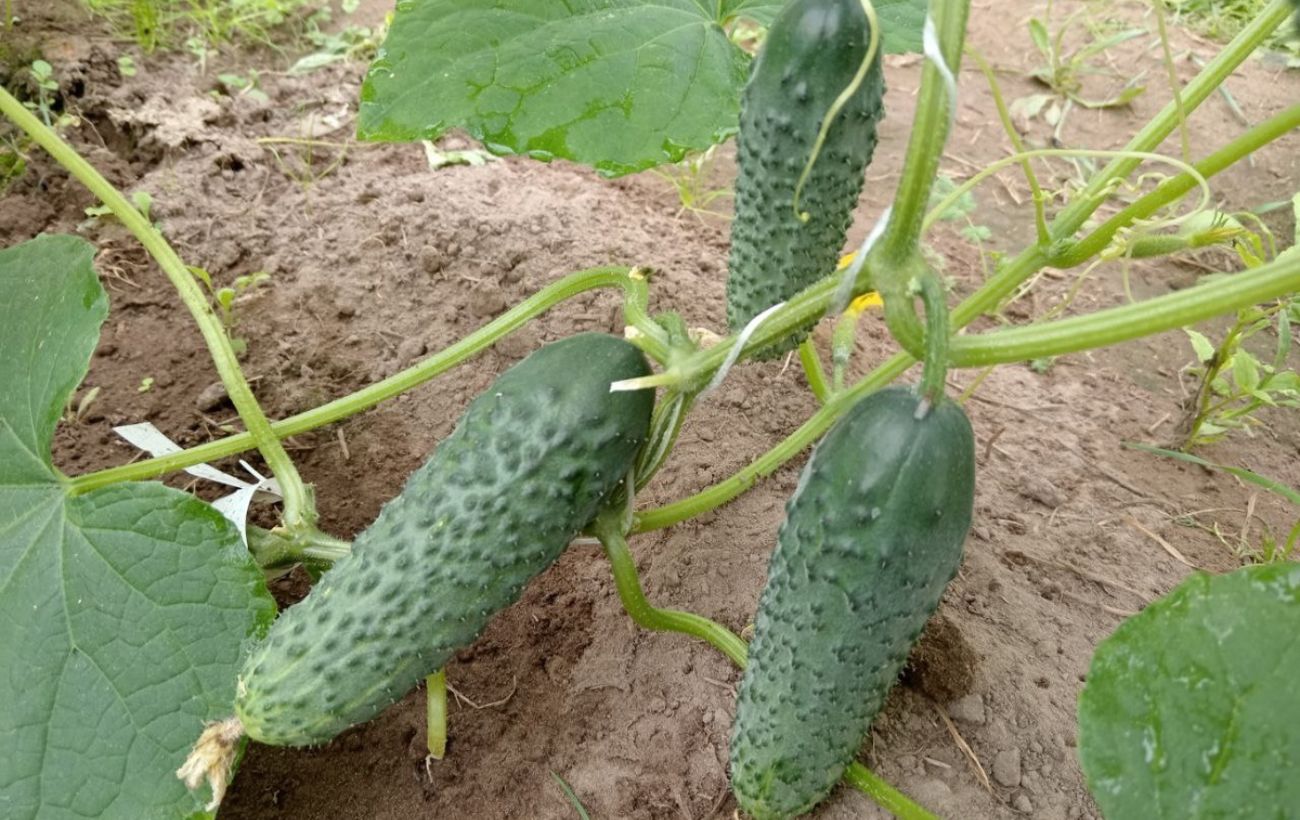 Як покращити врожайність огірків на грядці