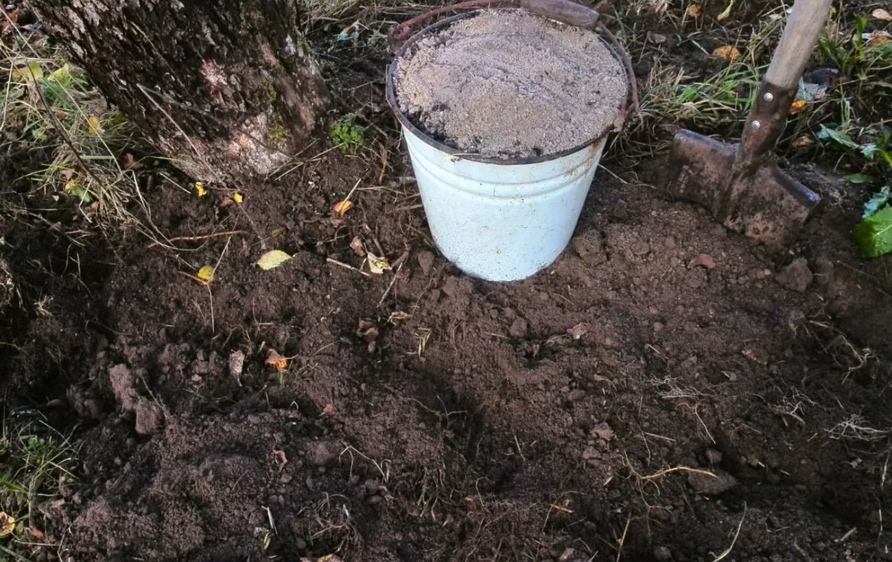 Експерти розповіли, як використовувати деревну золу з пічки в саду та на городі з користю