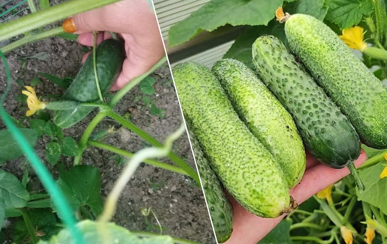Яке добриво дати огіркам для смаку