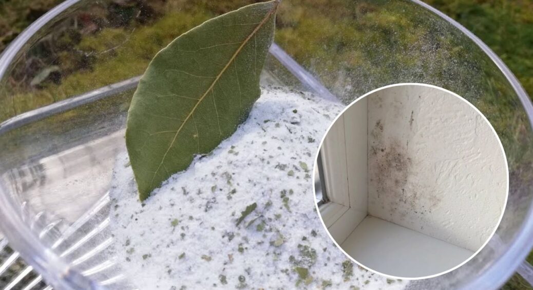 Ставлю на вікно мисочку із сіллю, а туди 5 лаврових листків – 2 цілих, 3 подрібнених: не забобони, а “трюк” 